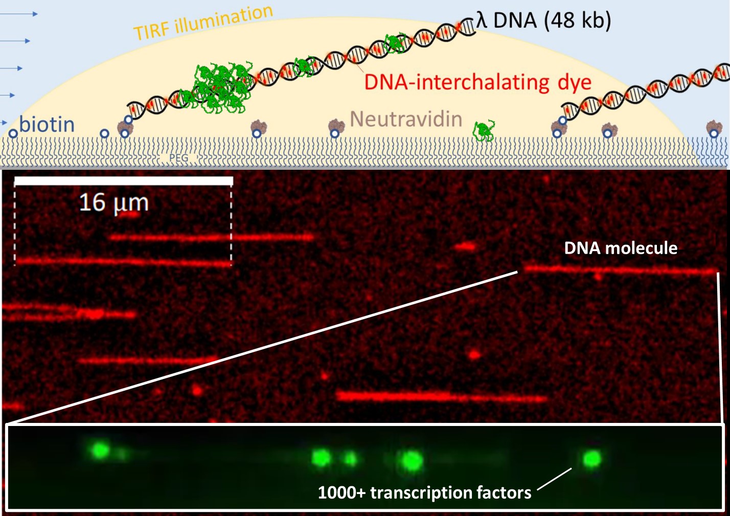 Single Molecule Imaging Of Dna Protein Interactions Wur